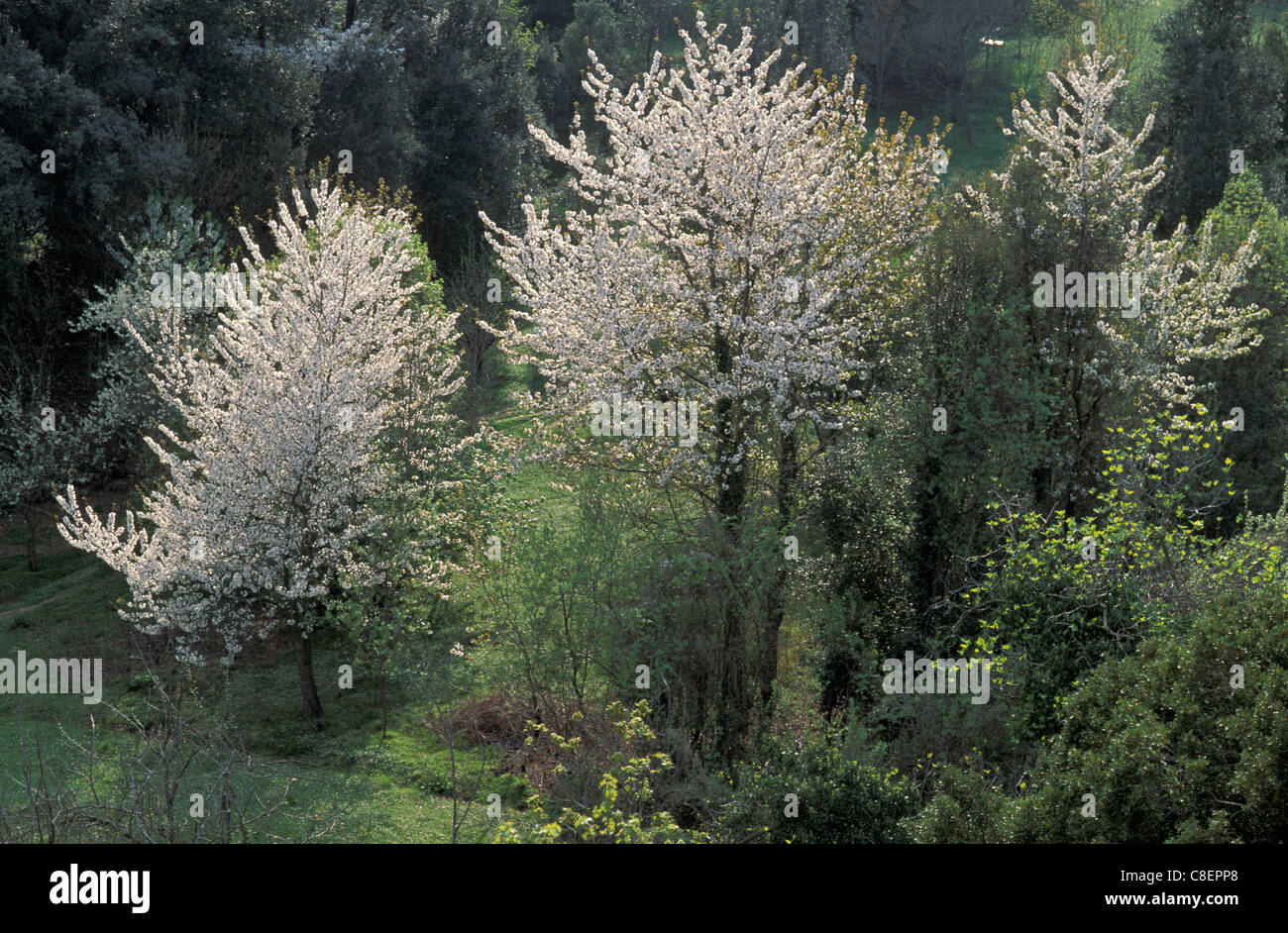 Vicino a Corte, Corsica, Francia, Europa, alberi, fiori Foto Stock