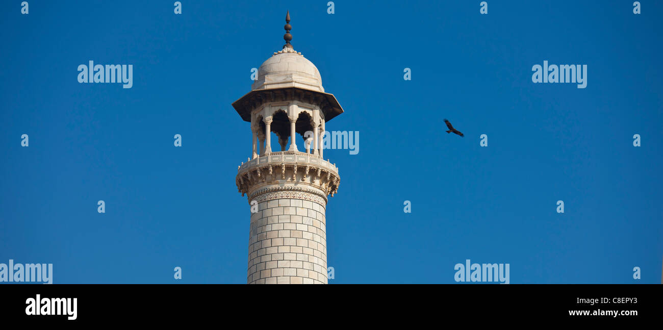 Il minareto di Taj Mahal mausoleo e Indian black kite bird, Uttar Pradesh, India Foto Stock