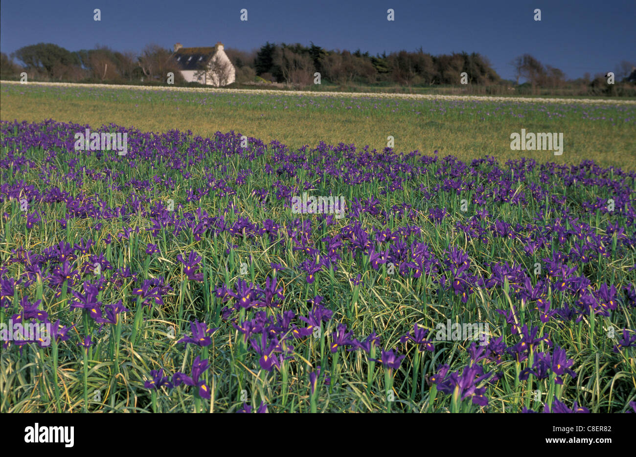 Campo, gigli, fiori, vicino a St. Guenole, Bretagna Bretagne, Francia, Europa, natura Foto Stock