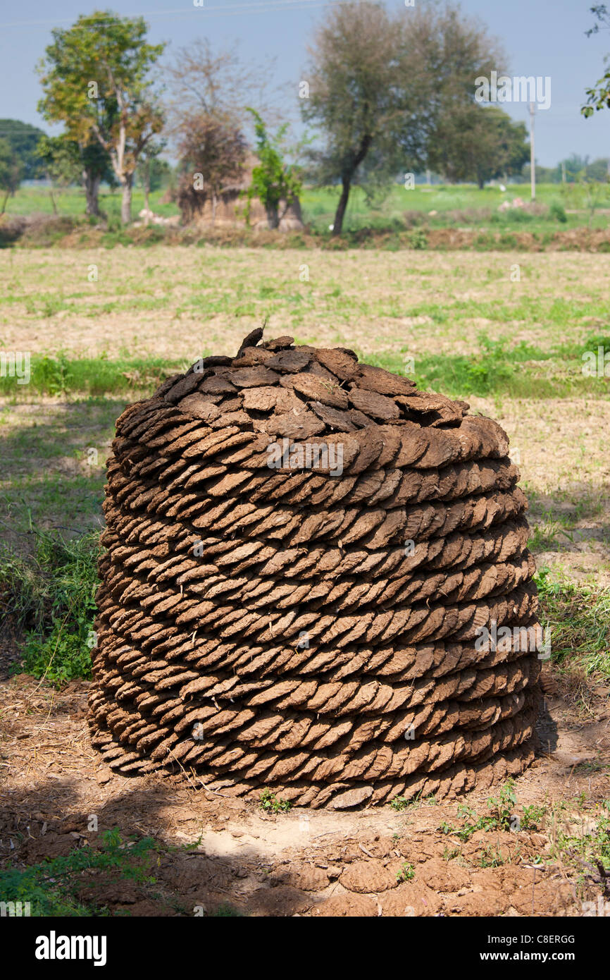 A ordinatamente impilati essiccato sterco di vacca, mano-formata in panetti per essere usato come combustibile per cucinare, ad una fattoria in Agra, Uttar Pradesh, India Foto Stock