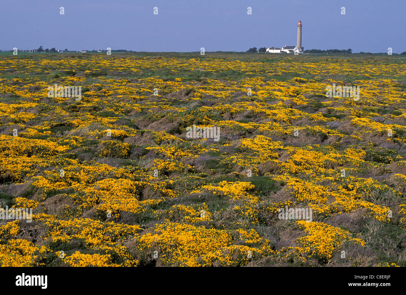 Fiore, prato, fioritura, Faro, Grand Phare, Belle Ile, Bretagna Bretagne, Francia, Europa Foto Stock