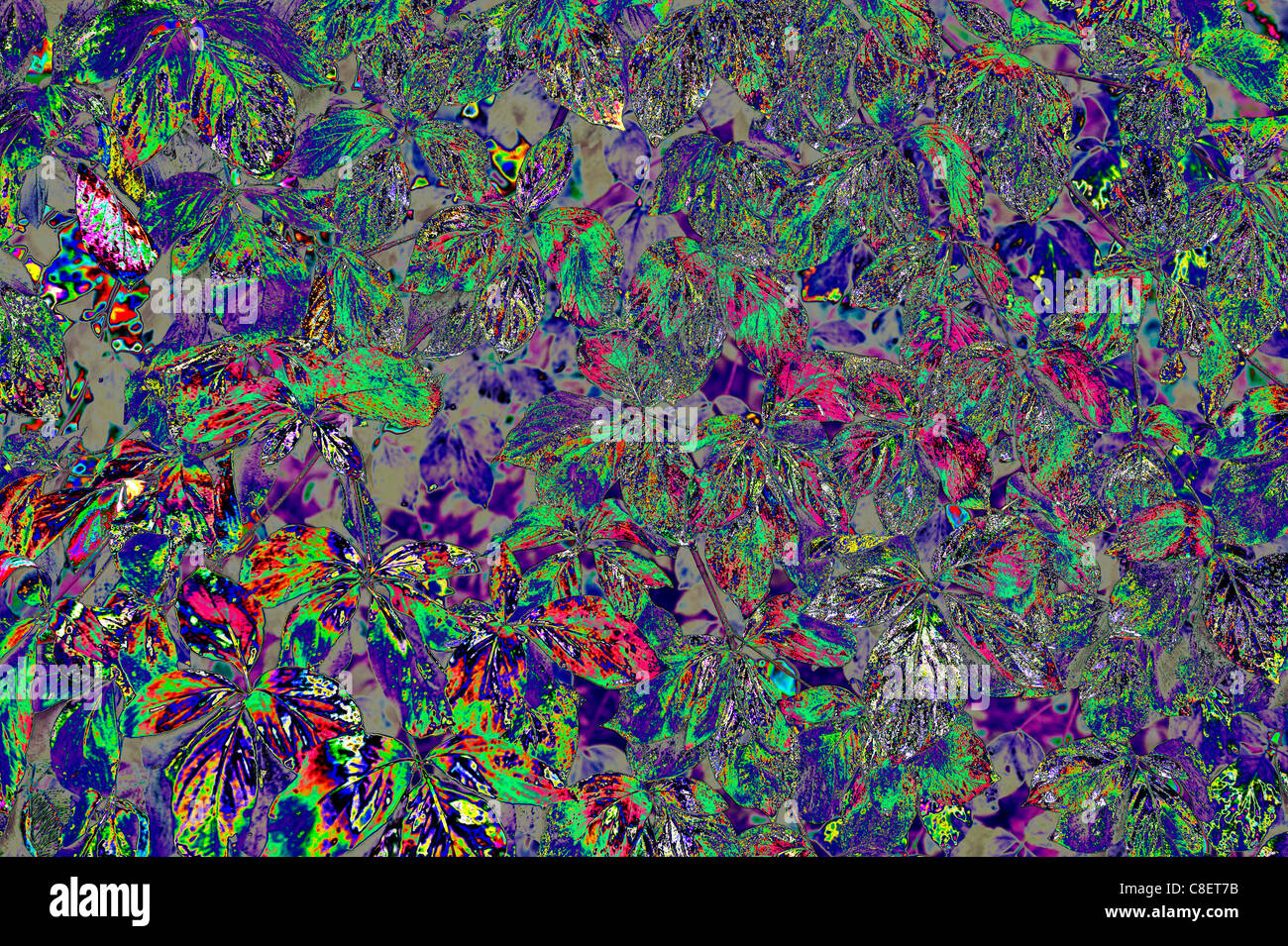 Caduta, colori, Foresta, foglie, Calaveras grande albero, State Park, California, Stati Uniti d'America, Stati Uniti, America, alienati Foto Stock