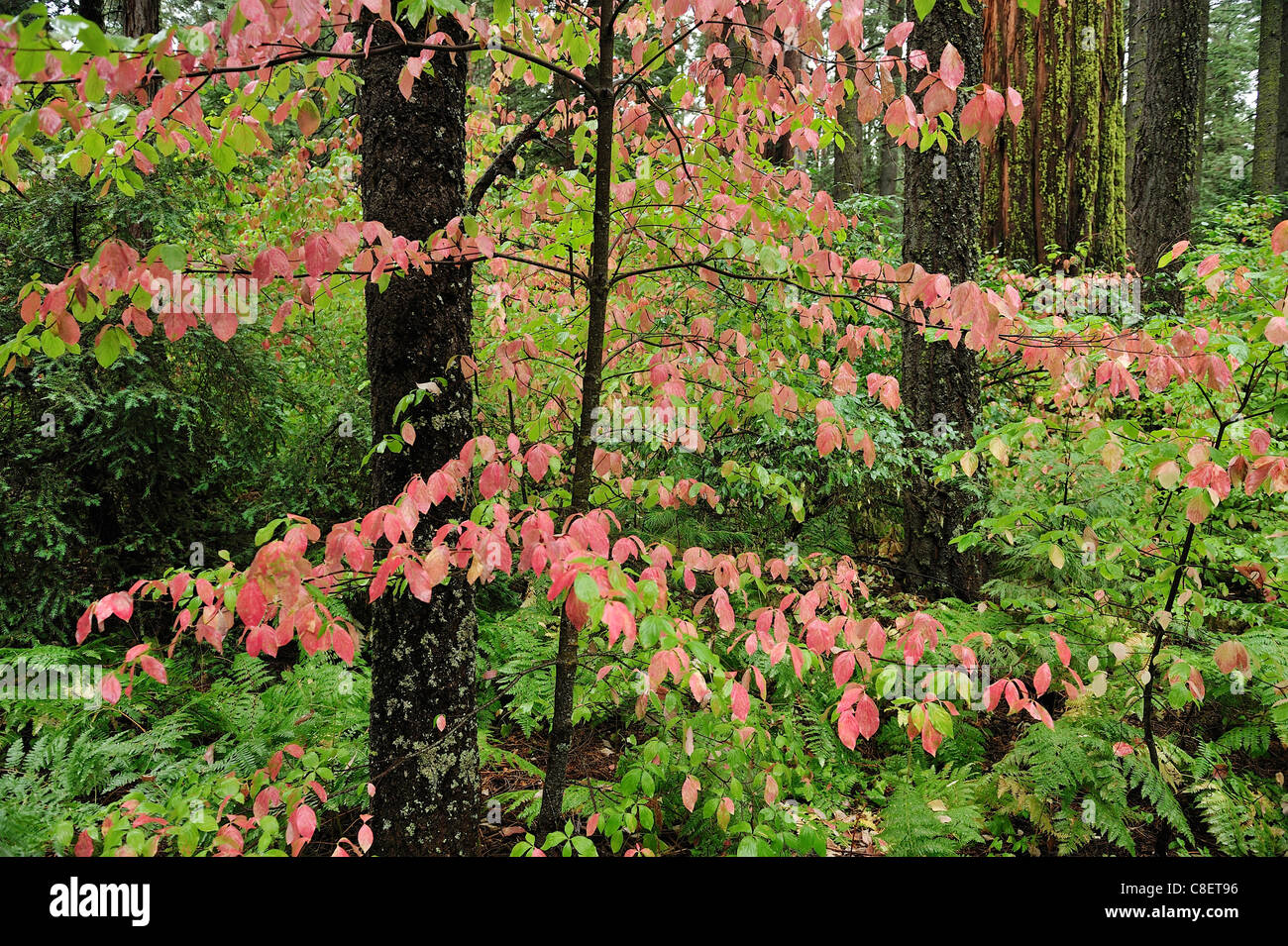 I colori dell'Autunno, Foresta, foglie, Calaveras grande albero, State Park, California, Stati Uniti d'America, Stati Uniti, America, alberi, legno, foresta Foto Stock