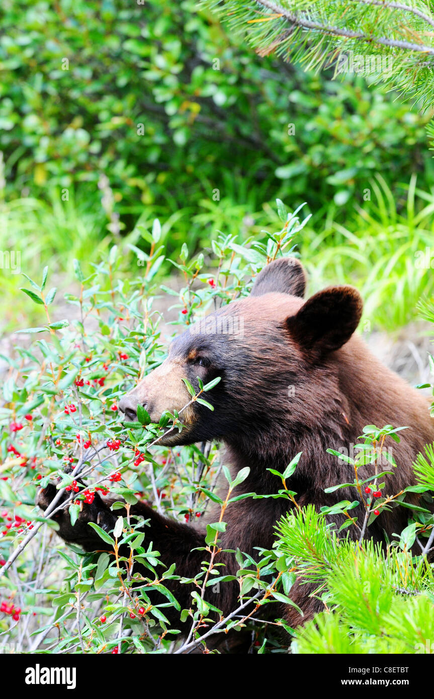 Di colore marrone black bear mangiare buffalo bacche di Jasper, Canada Foto Stock