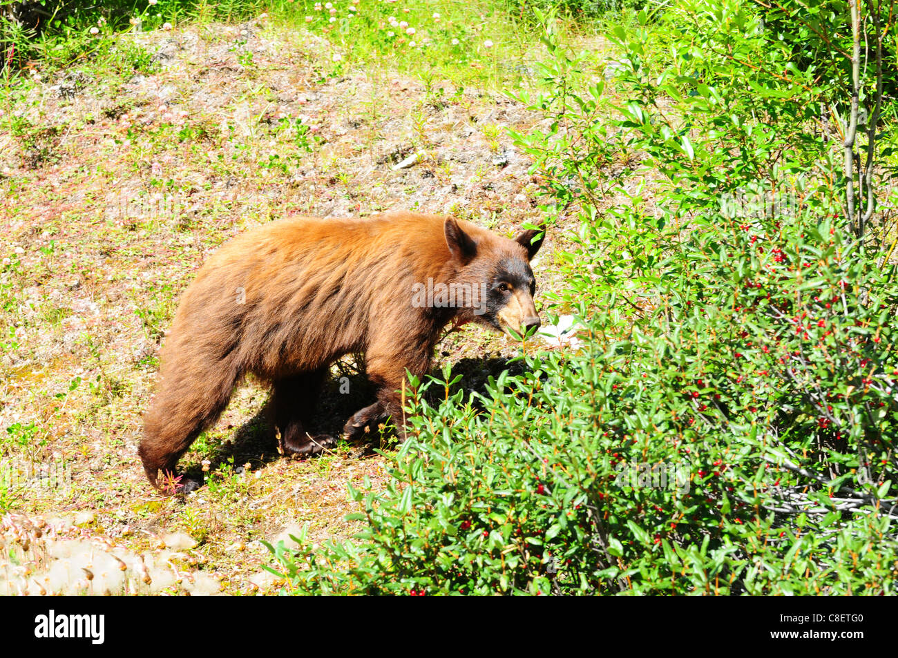 Di colore marrone black bear cerca di bacche di Jasper, Canada Foto Stock