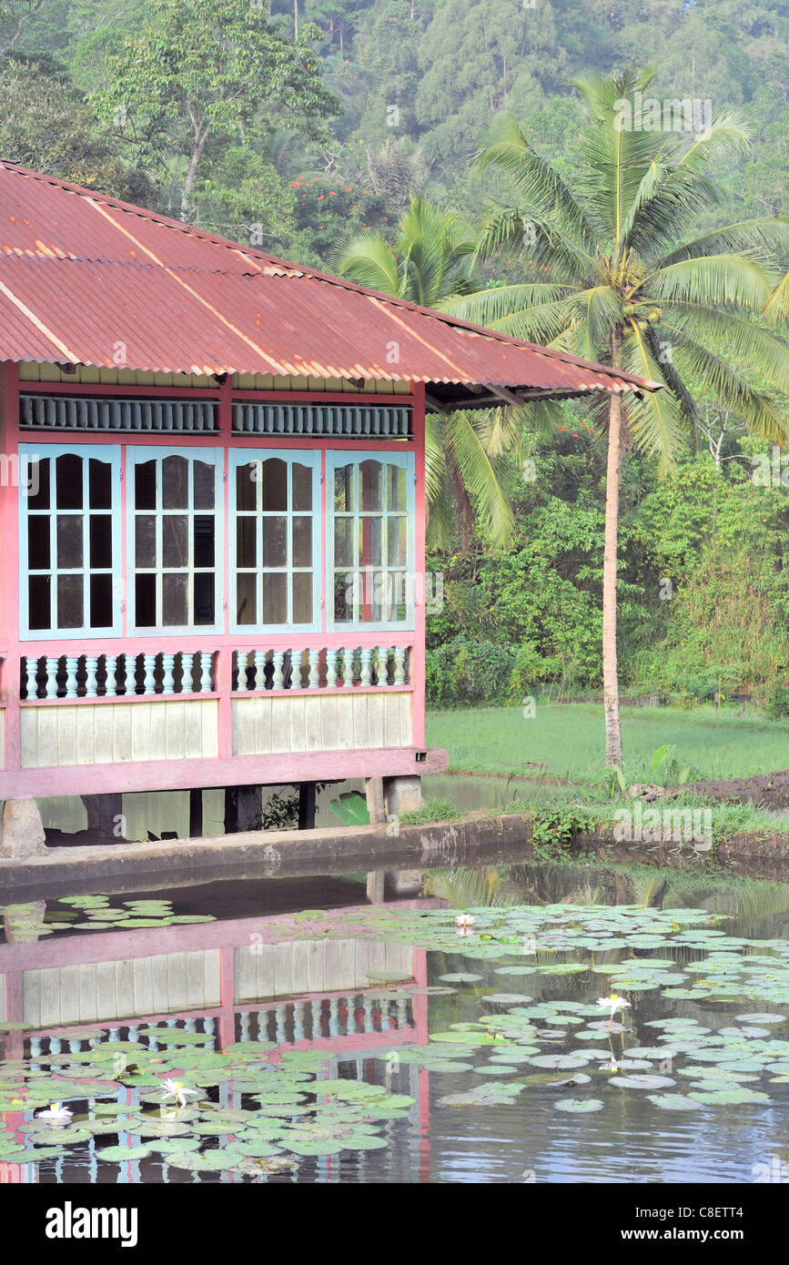 Tradizionale casa indonesiano e lily pond tra campi di riso Foto Stock