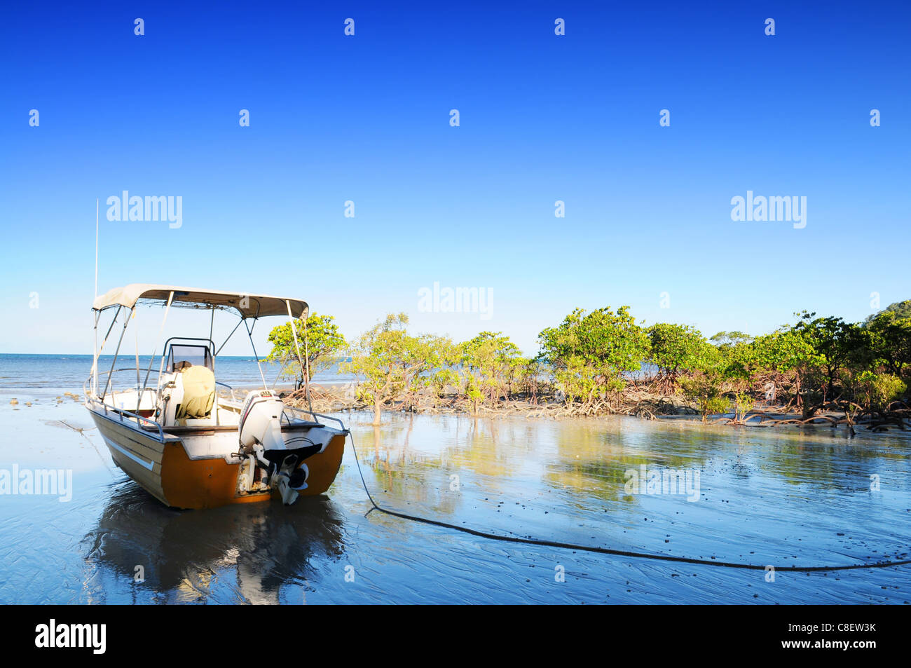 Il motoscafo e mangrovie a Cape Tribulation, Australia Foto Stock
