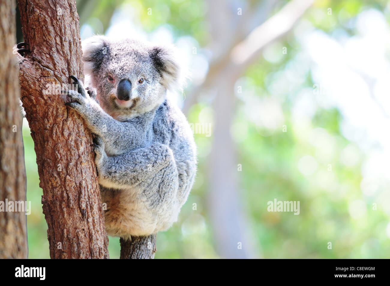 Carino Australian Koala nel suo habitat naturale Foto Stock