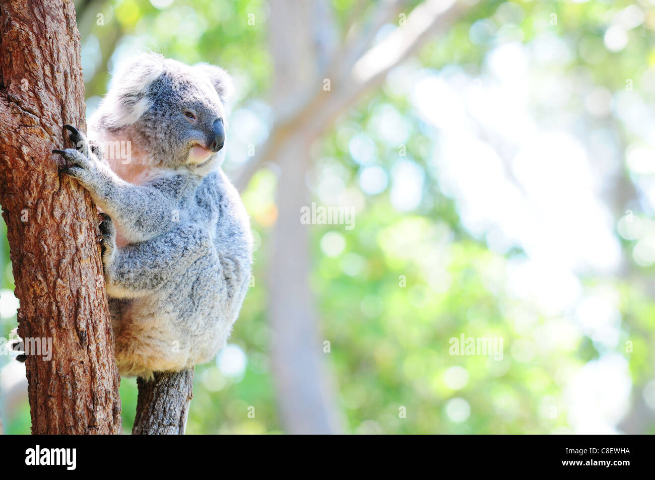 Carino Australian Koala nel suo habitat naturale Foto Stock