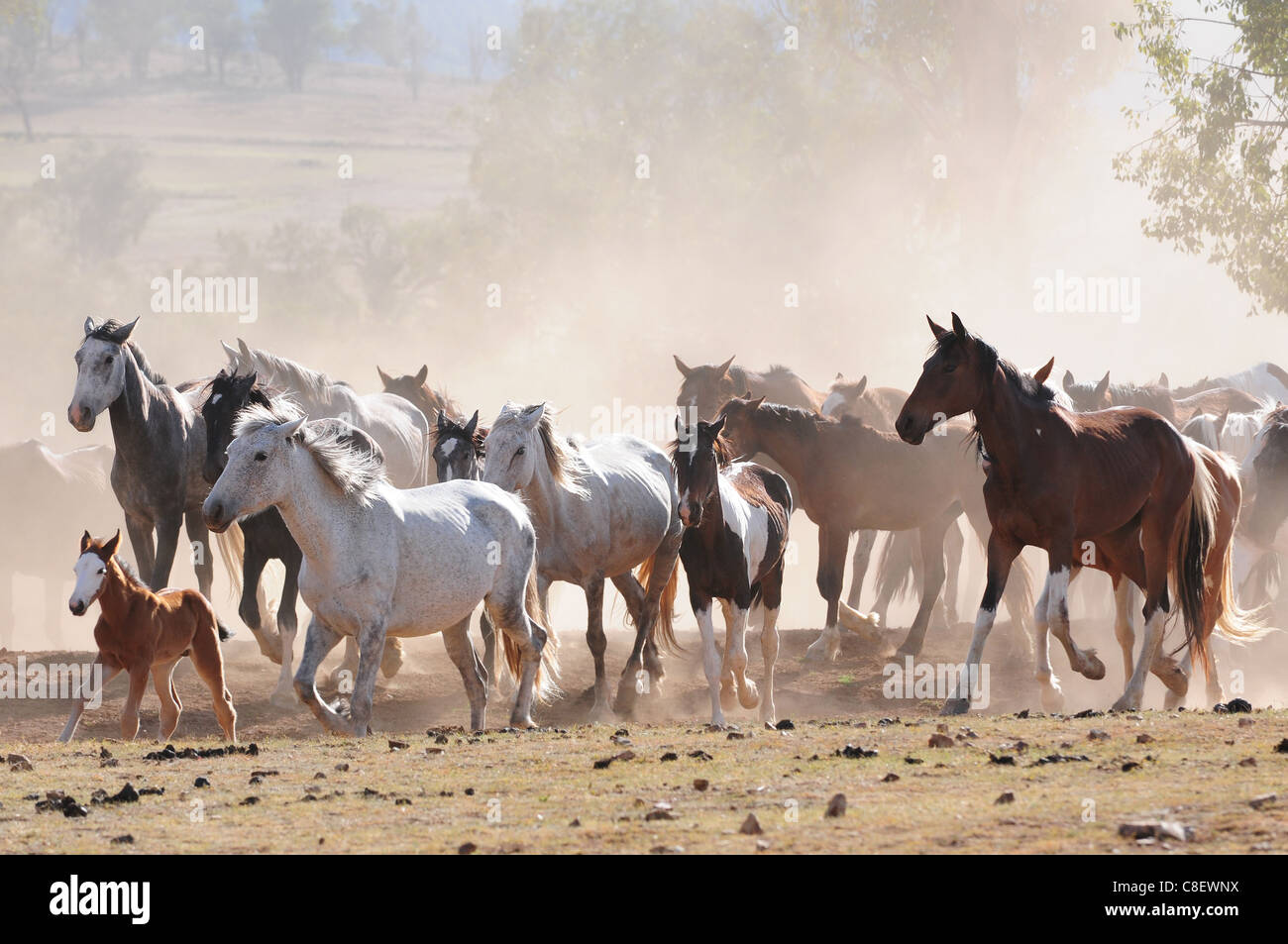 Australian Stock cavalli su un allevamento cantering nel paddock con sfondo polverosi Foto Stock