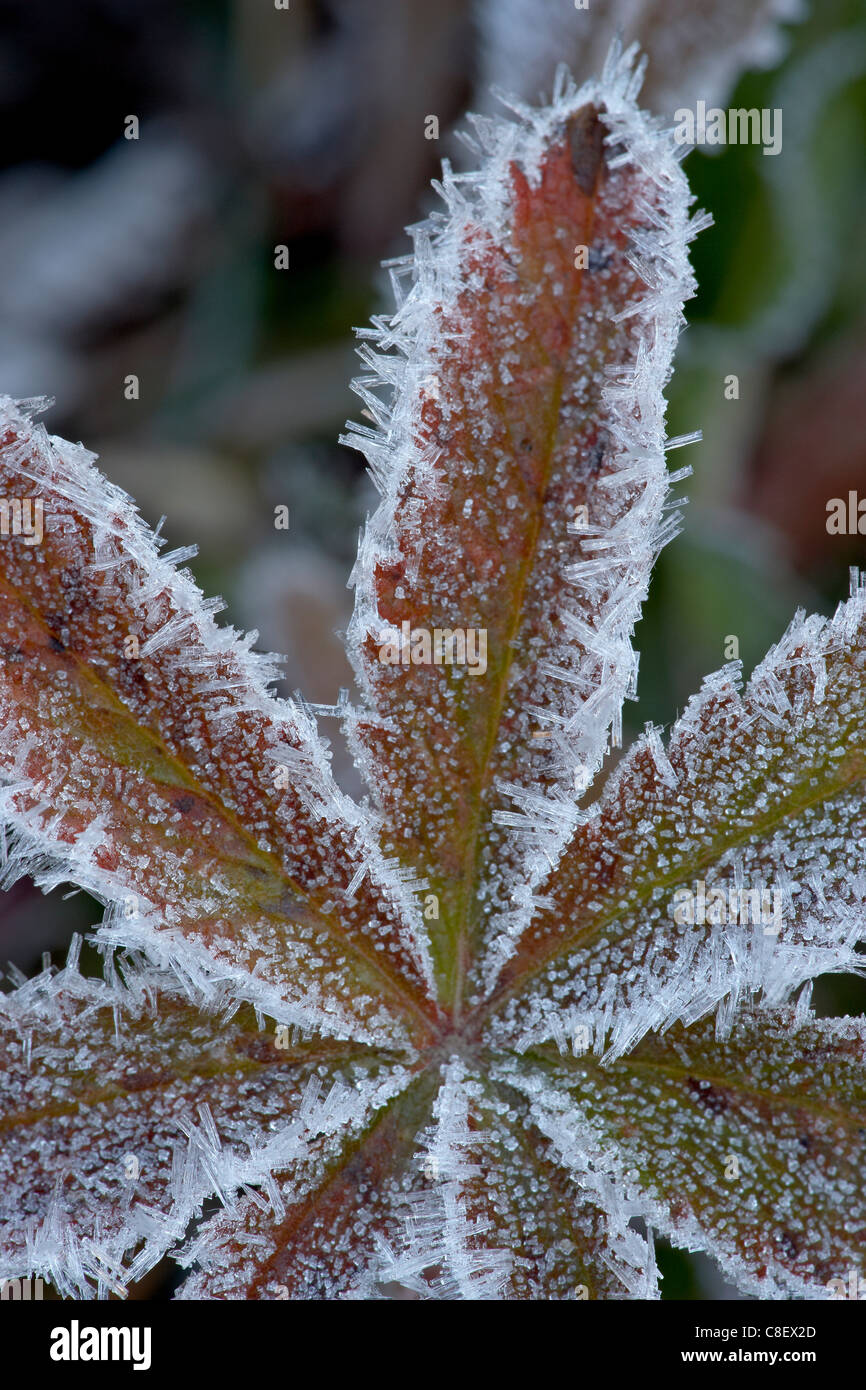 Frosty foglia, White River National Forest, Colorado, Stati Uniti d'America Foto Stock