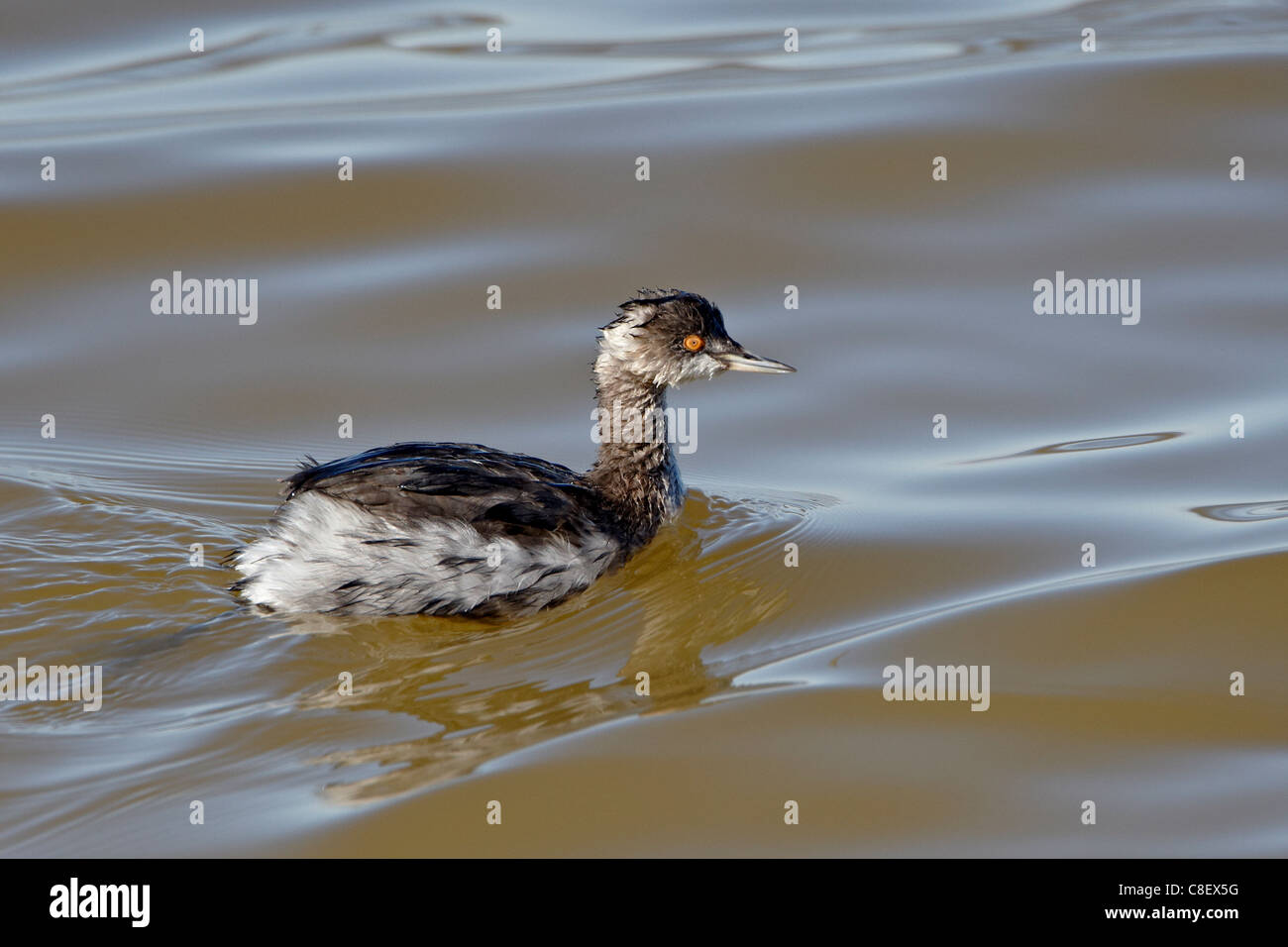 Eared Grebe (Podiceps nigricollis) flottanti, Sonny Bono Salton Sea National Wildlife Refuge, CALIFORNIA, STATI UNITI D'AMERICA Foto Stock