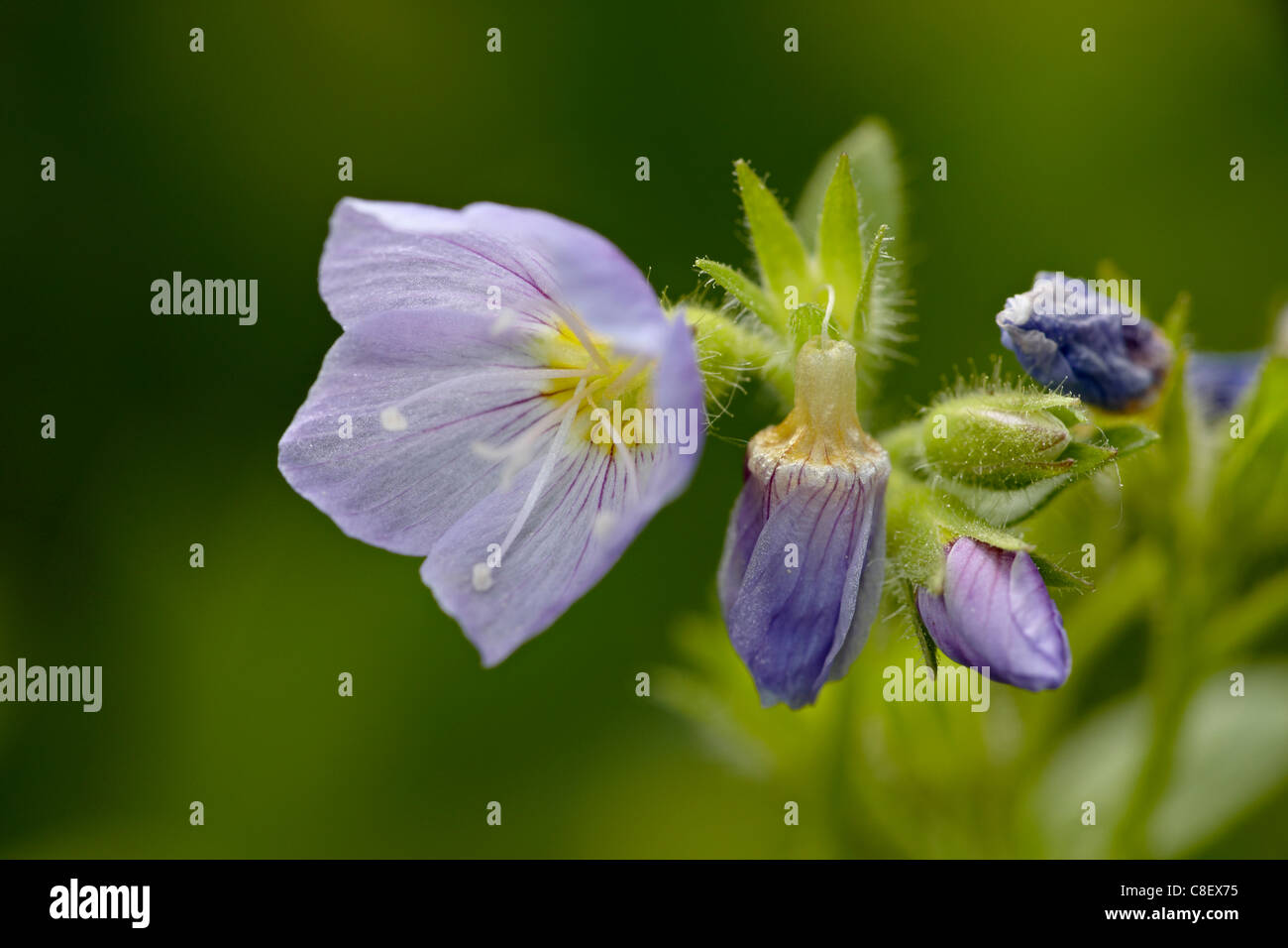 La scala di Giacobbe (Polemonium pulcherrimum, pioppi neri americani passano, Collegiata picchi deserto, la Foresta Nazionale di Gunnison, Colorado, STATI UNITI D'AMERICA Foto Stock La scala di Giacobbe (Polemonium pulcherrimum, pioppi neri americani passano, Collegiata picchi deserto, la Foresta Nazionale di Gunnison, Colorado, STATI UNITI D'AMERICA Foto Stock