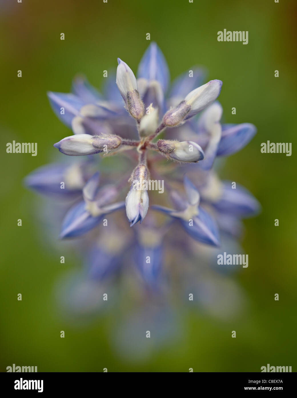 Lupino Lodgepole (Lupinus parviflorus, pioppi neri americani passano, Collegiata picchi deserto, la Foresta Nazionale di Gunnison, Colorado, STATI UNITI D'AMERICA Foto Stock Lupino Lodgepole (Lupinus parviflorus, pioppi neri americani passano, Collegiata picchi deserto, la Foresta Nazionale di Gunnison, Colorado, STATI UNITI D'AMERICA Foto Stock