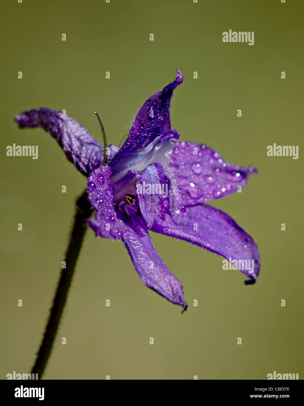 Barbey's Larkspur (Delphinium barbeyi, pioppi neri americani passano, Collegiata picchi deserto, la Foresta Nazionale di Gunnison, Colorado, STATI UNITI D'AMERICA Foto Stock Barbey's Larkspur (Delphinium barbeyi, pioppi neri americani passano, Collegiata picchi deserto, la Foresta Nazionale di Gunnison, Colorado, STATI UNITI D'AMERICA Foto Stock