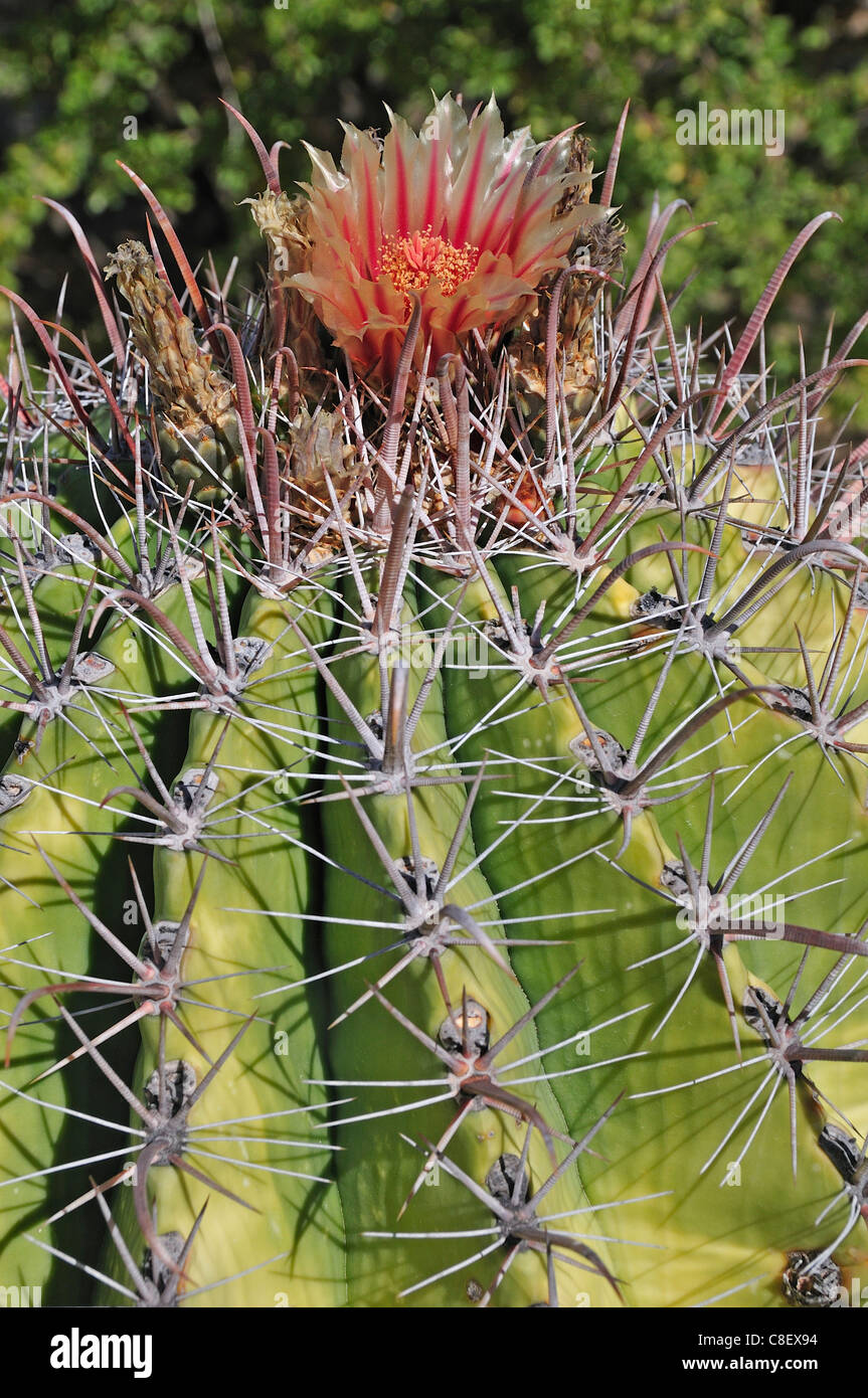 Barrel Cactus, catus, fioritura, fiore, El Sargento, Ventana Bay, Mar di Cortez, Baja California Sur, Baja California Sur, Mex Foto Stock