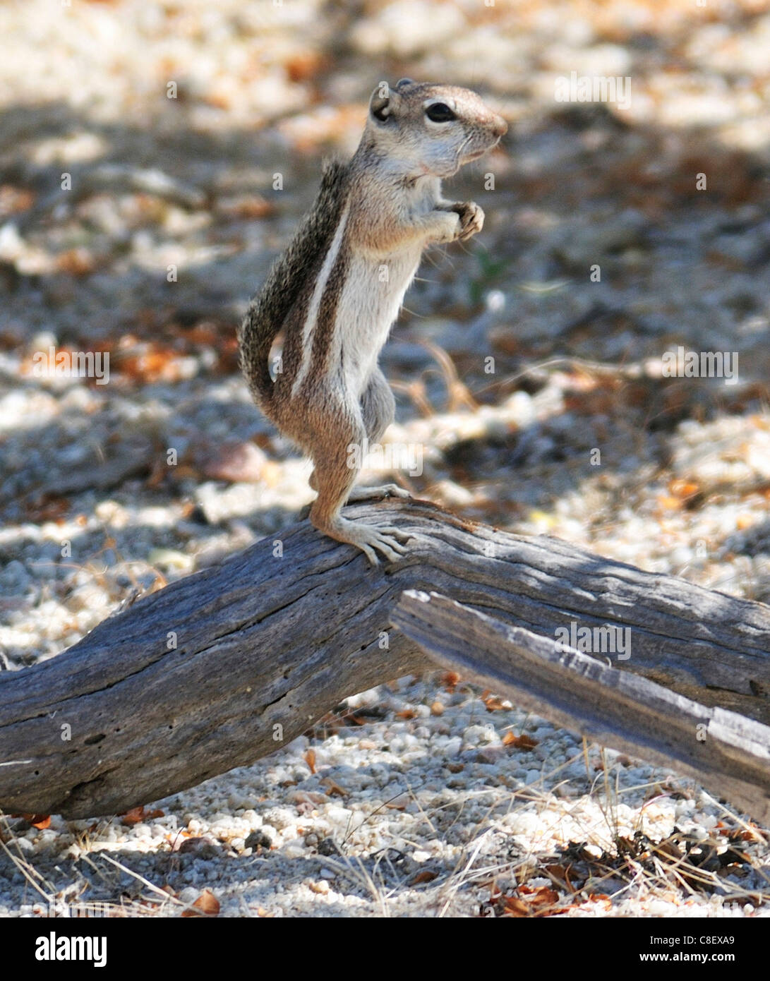 Scoiattolo di terra, scoiattolo animale, El Sargento, Ventana Bay, Mar di Cortez, Baja California Sur, Baja California Sur, Messico Foto Stock