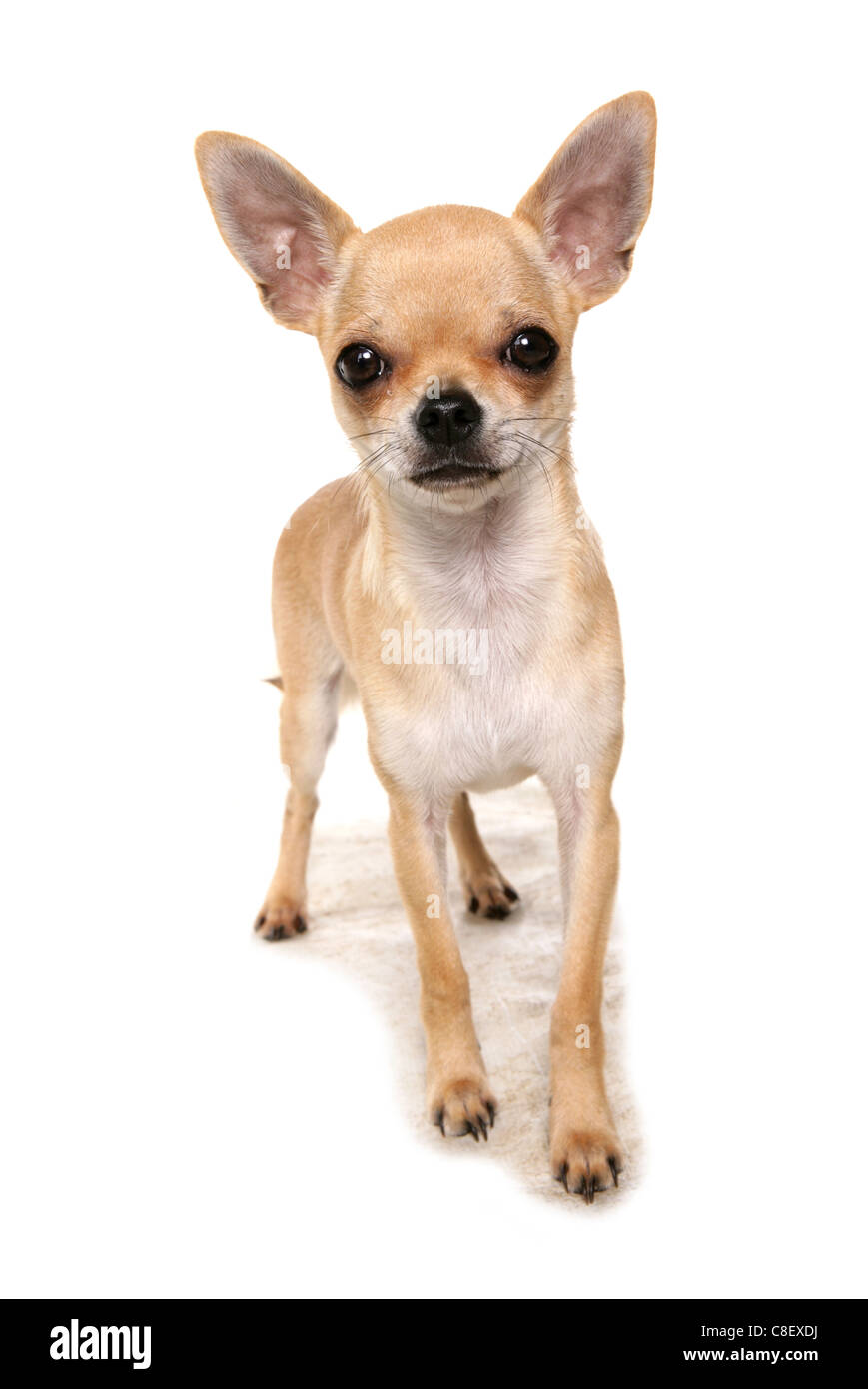 Chihuahua singolo adulto in piedi in un studio REGNO UNITO Foto Stock