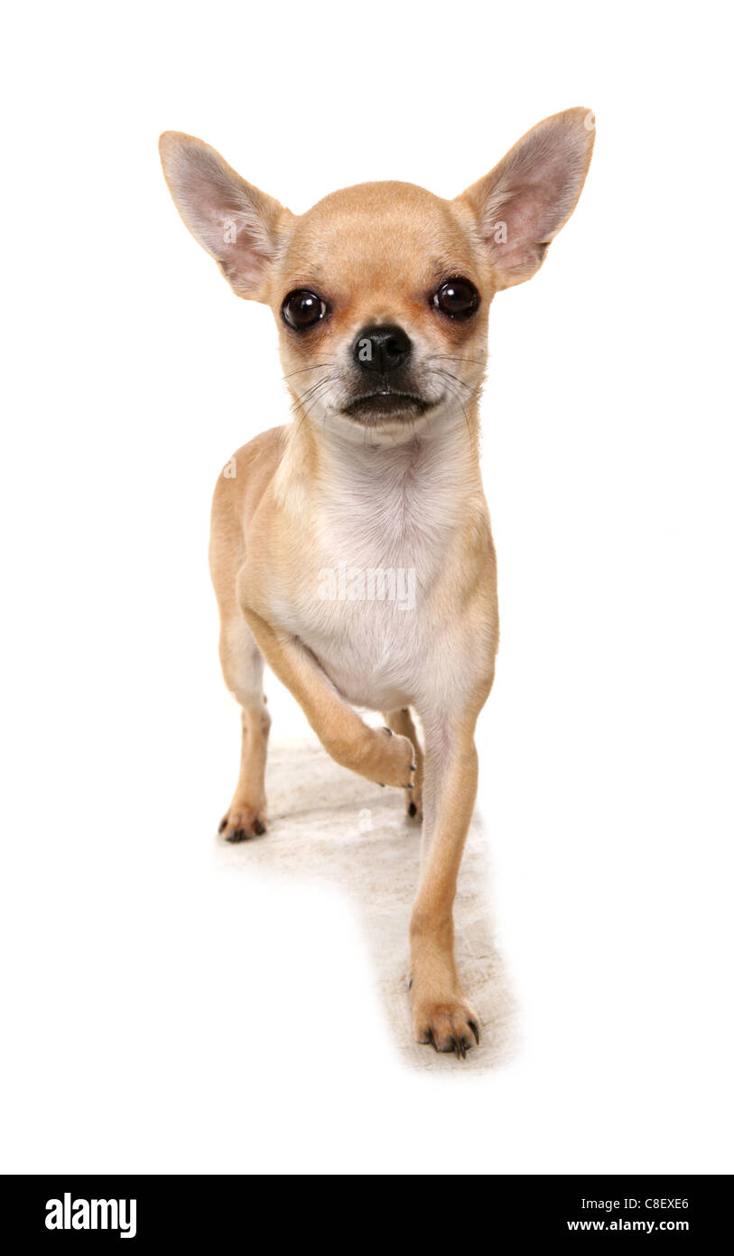 Chihuahua singolo adulto in piedi in un studio REGNO UNITO Foto Stock
