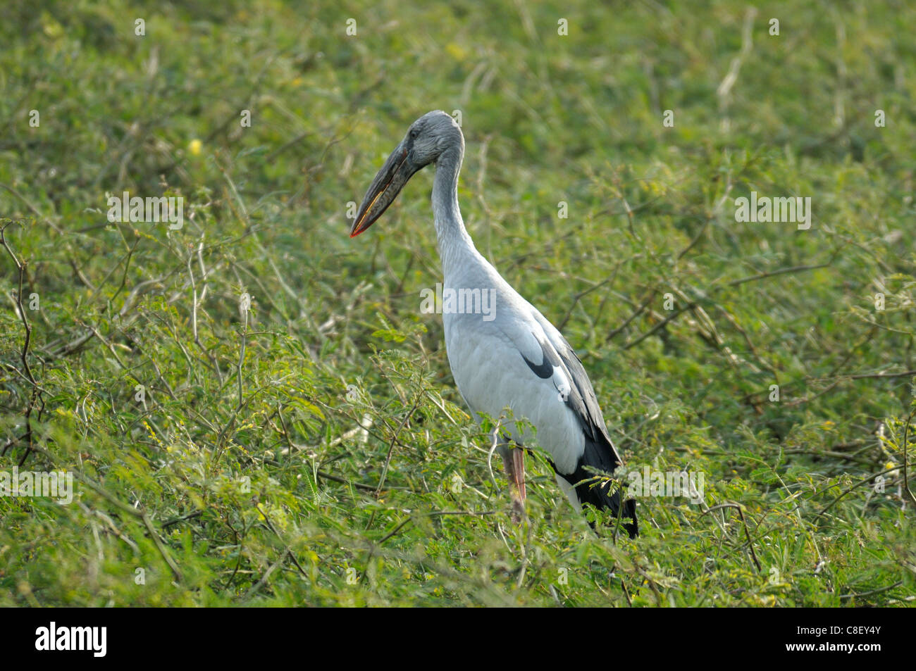 Stork, bird, Phra Ram Park, UNESCO Patrimonio Mondiale, sito, Ayutthaya, Thailandia, Asia Foto Stock