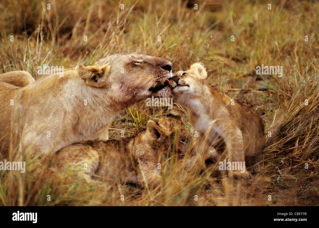 Il Masai Mara Game Reserve, in Kenya. Femmina (lion Panthera leo) con due cuccioli sdraiati uno di lavaggio cub. Foto Stock