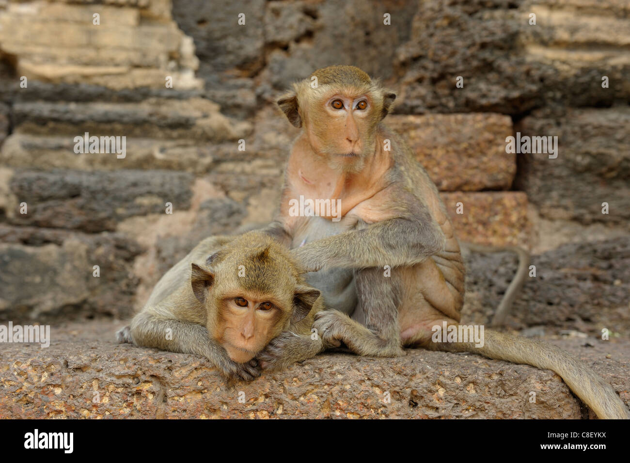 Le scimmie, animali, Phra Prang Sam Yod, ruderi, Lopburi, Thailandia, Asia Foto Stock