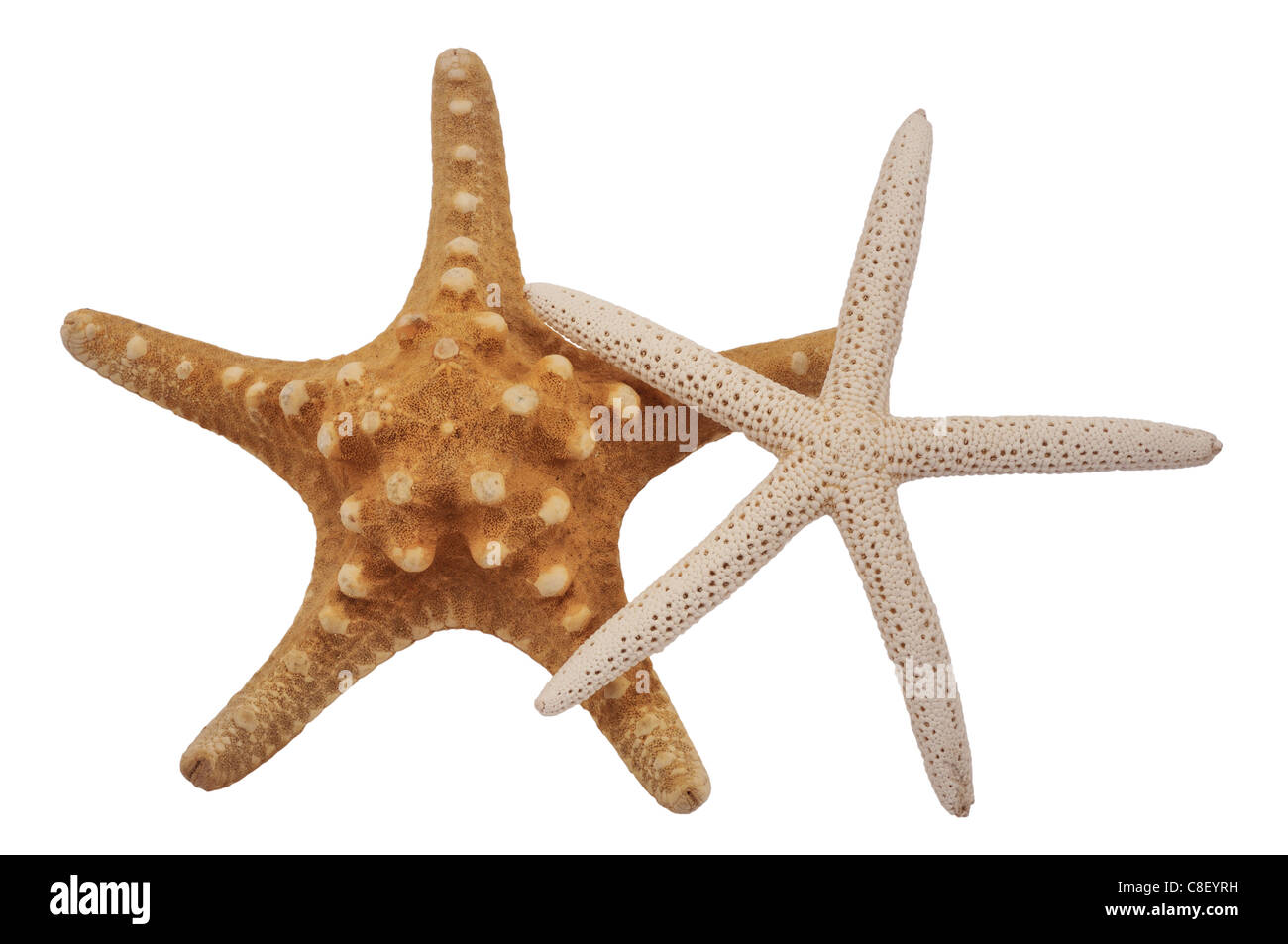 Due stelle marine di diverse dimensioni, isolato su bianco. Foto Stock