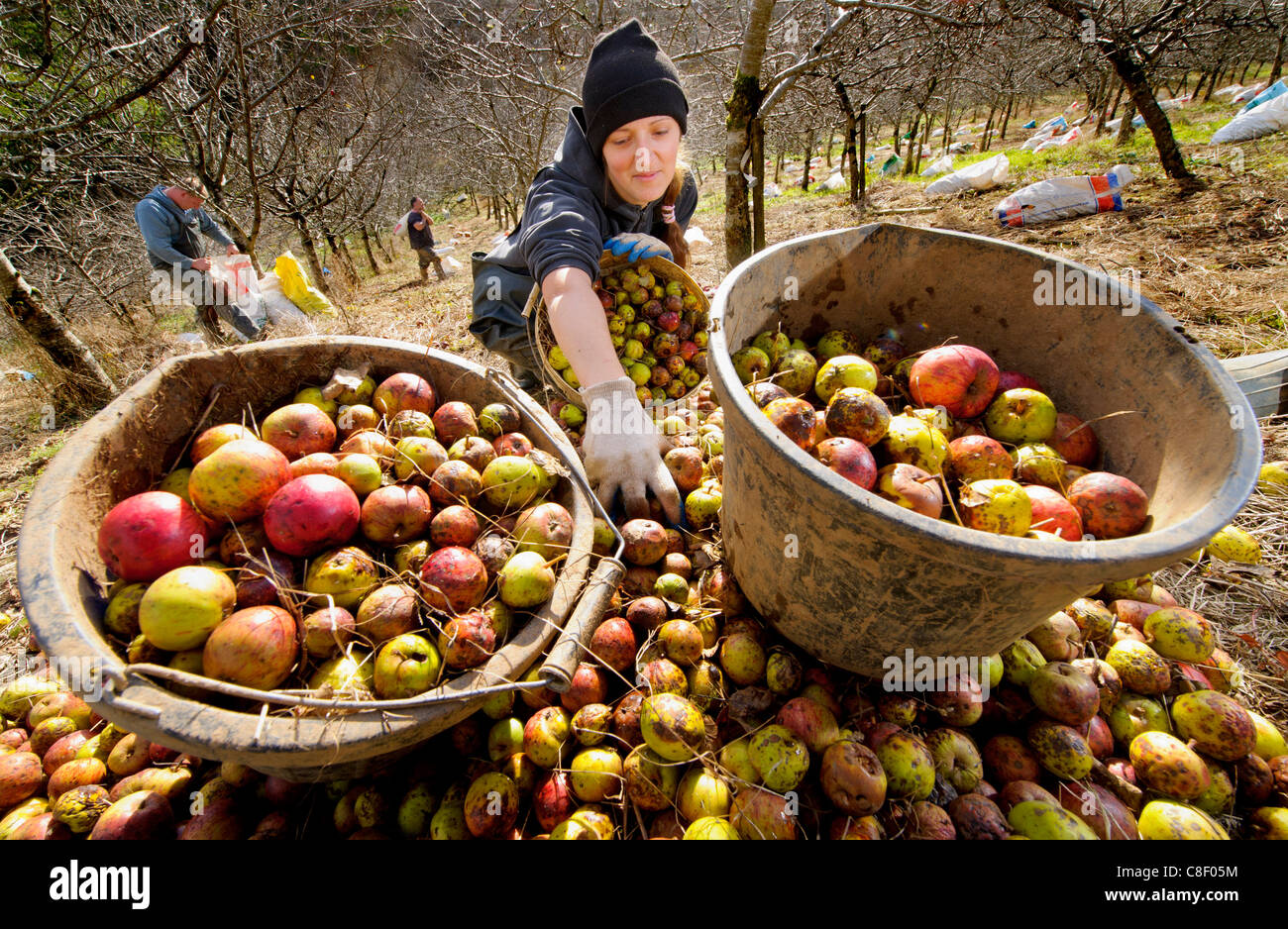 Raccoglitori di raccogliere gli anni le mele da sidro durante il raccolto in un sidro tradizionali orchard nel Devon, Regno Unito Foto Stock