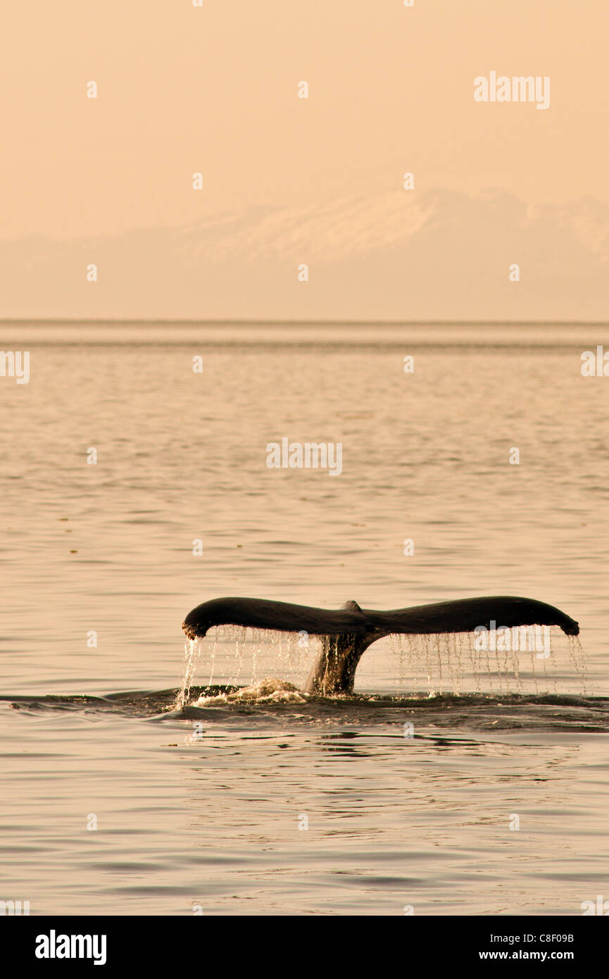 Le balene con la gobba (Megaptera novaeangliae) in cinque dita area delle isole di Federico Suono, a sud-est di Alaska, STATI UNITI D'AMERICA Foto Stock