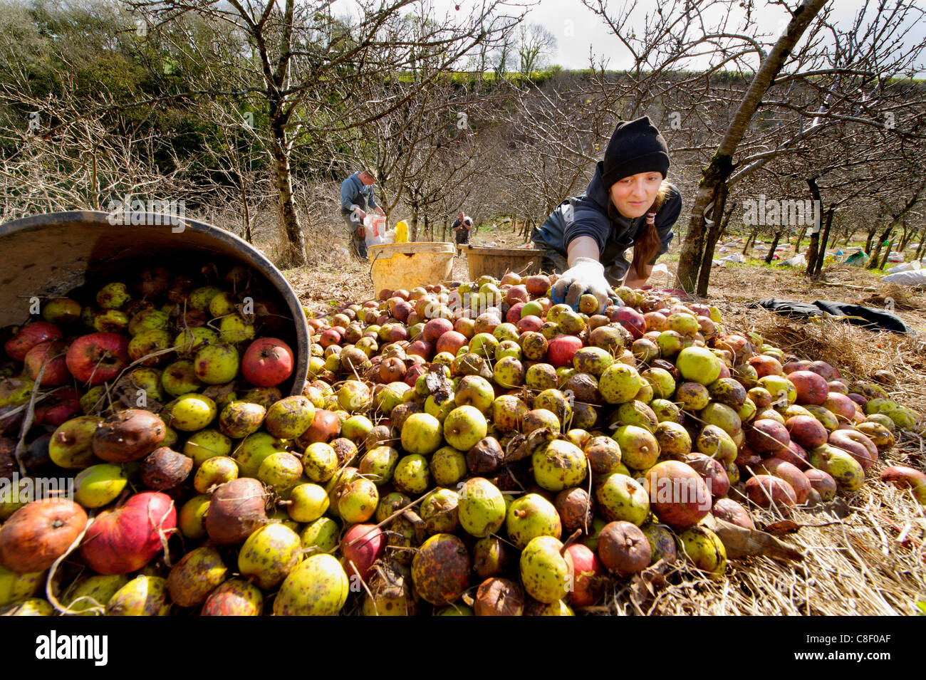 Raccoglitori di raccogliere gli anni le mele da sidro durante il raccolto in un sidro tradizionali orchard nel Devon, Regno Unito Foto Stock