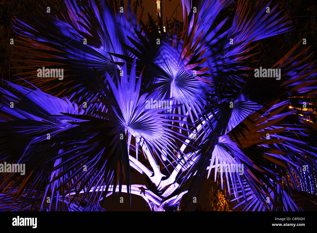 Blu di foglie di palma di notte Foto Stock