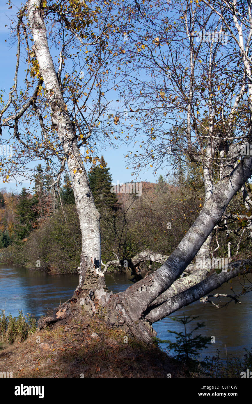 Grande distesa di fiume vecchio betulla. Foto Stock