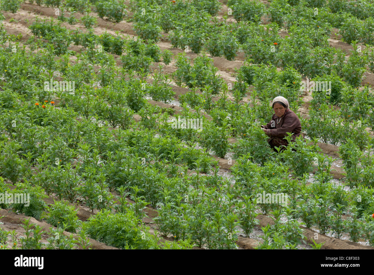 Donna Ladakhi tendendo un campo di tagete piante, utilizzato per le ghirlande, Likir, (Ladakh) Jammu e Kashmir India Foto Stock