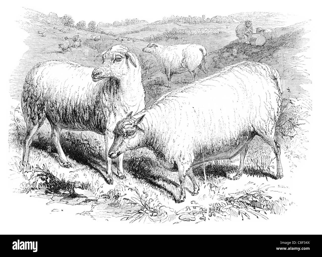 Lunga wooled Leicestershire vello di pecora lana pettinata di fibre tessili di lana di bestiame Foto Stock