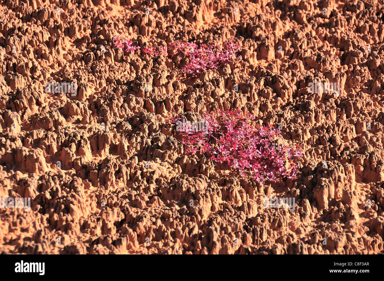 Cryptobiotic, crosta, Bullet Canyon, Grand Gulch, Primitive Area, Cedar Mesa, Colorado Plateau, Utah, Stati Uniti d'America, Stati Uniti, America Foto Stock