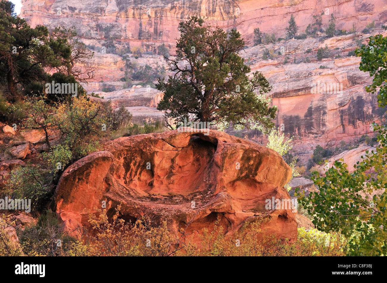Bullet Canyon, Grand Gulch Primitive Area, Cedar Mesa, Colorado Plateau, Utah, Stati Uniti d'America, Stati Uniti, America, Foto Stock