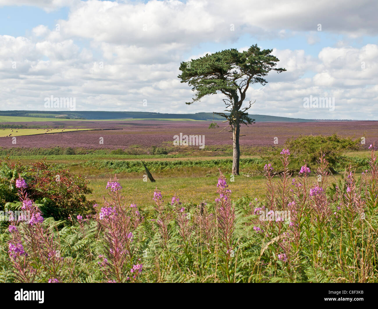 Lone Pine e heather Fylingdales Moor in North York Moors National Park Regno Unito Foto Stock