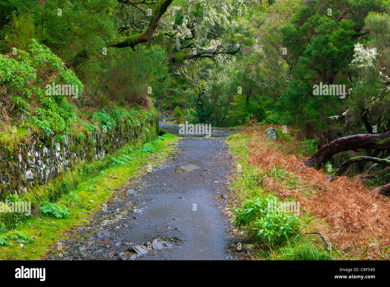 Rabacal, Portogallo, Europa, Madera, valley, legno, foresta, Levadas, sistema di irrigazione, i canali di irrigazione, modo, sentiero, alberi, m Foto Stock