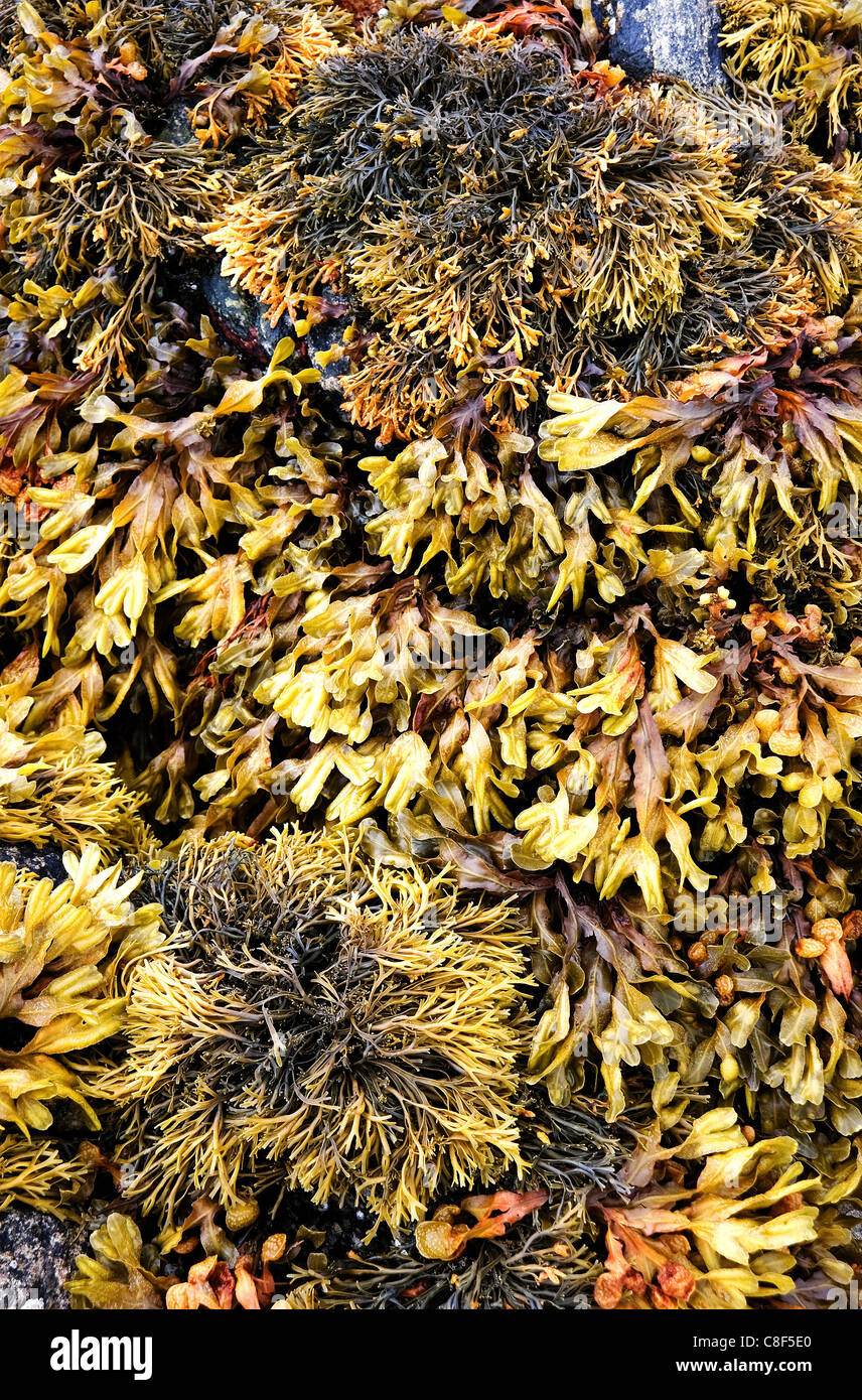 Le alghe sulla spiaggia Rosamol sull'Isle of Harris Foto Stock