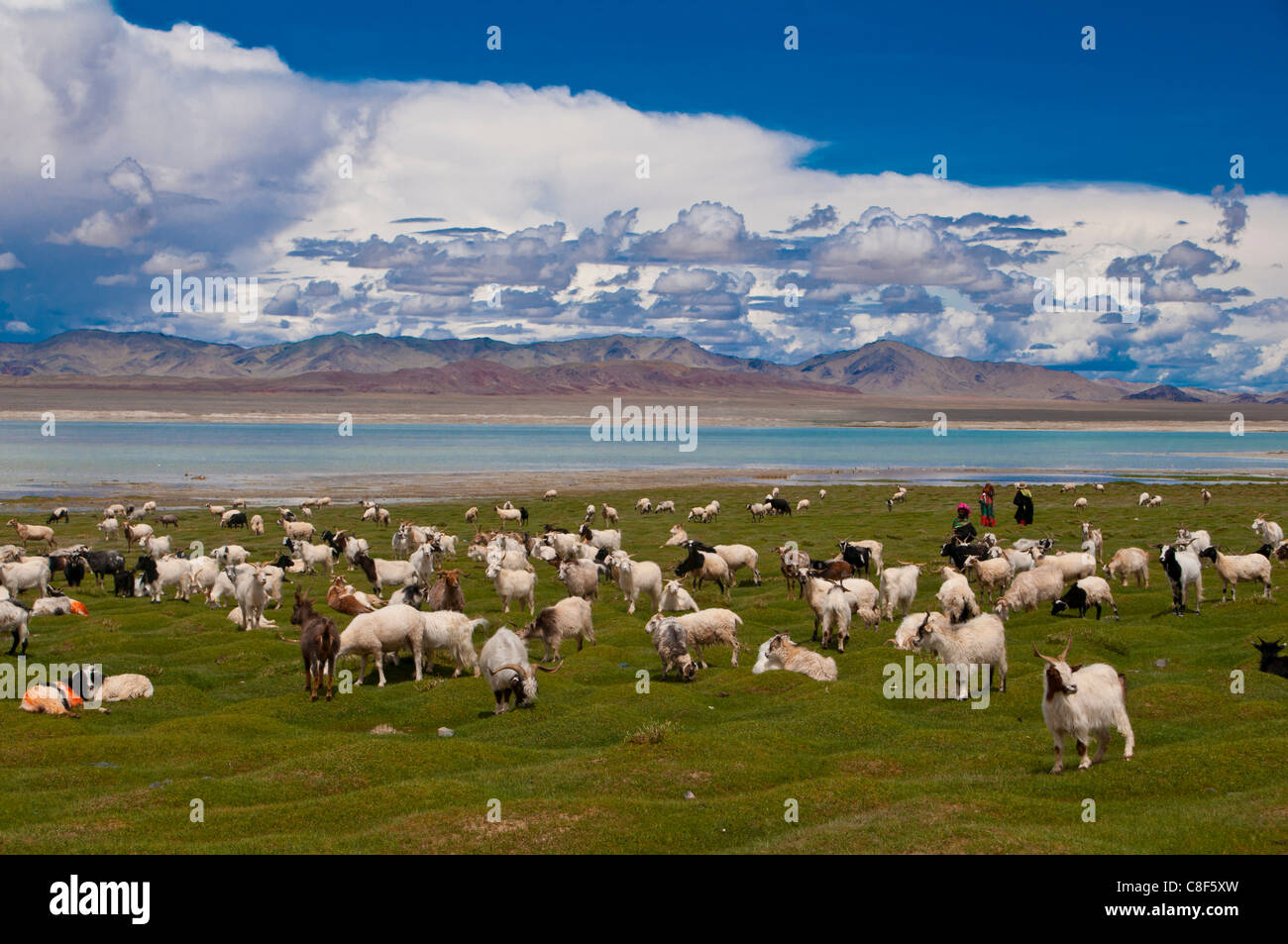 Capre pascolano lungo un piccolo lago, lungo la strada tra Ali e Gerze, Tibet, Cina Foto Stock