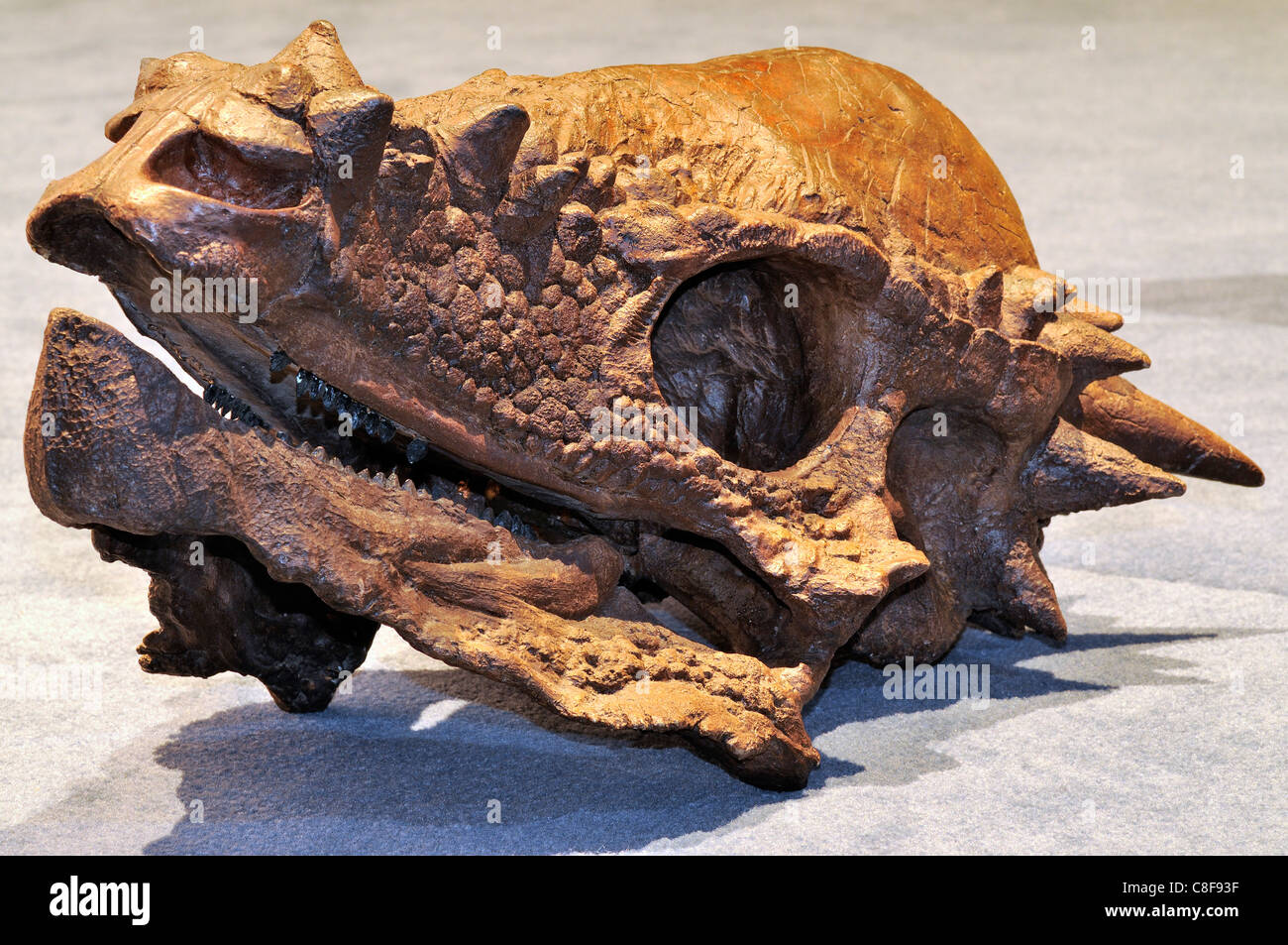 Cranio fossile di un Pachycephalosaurus spessa wyomingensis intitolata lizard dinosauro dal Cretaceo Foto Stock