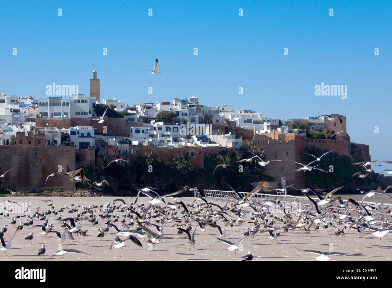 Il Marocco, Africa Settentrionale, Africa, Rabat, Medina, business, il commercio, il patrimonio culturale mondiale, uccelli Foto Stock