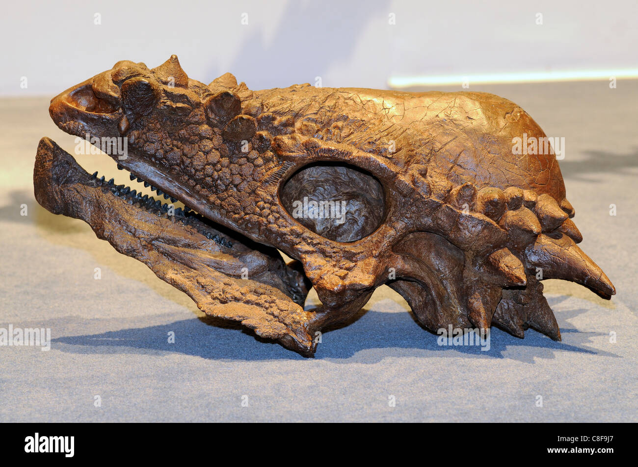 Cranio fossile di un Pachycephalosaurus spessa wyomingensis intitolata lizard dinosauro dal Cretaceo Foto Stock