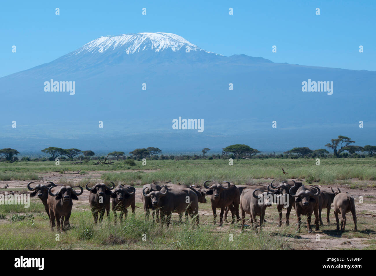 Bufali, Amboseli National Park, con il Monte Kilimanjaro in background, Kenya, Africa orientale Foto Stock
