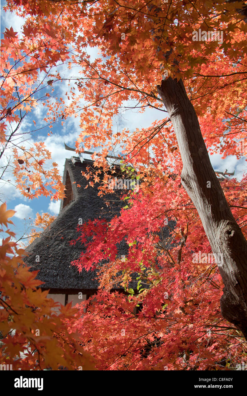 Giappone, Novembre, Asia, villaggio, Oshino, Momiji, Giapponese, acero, acero rosso, autumnally, casa, home, Foto Stock