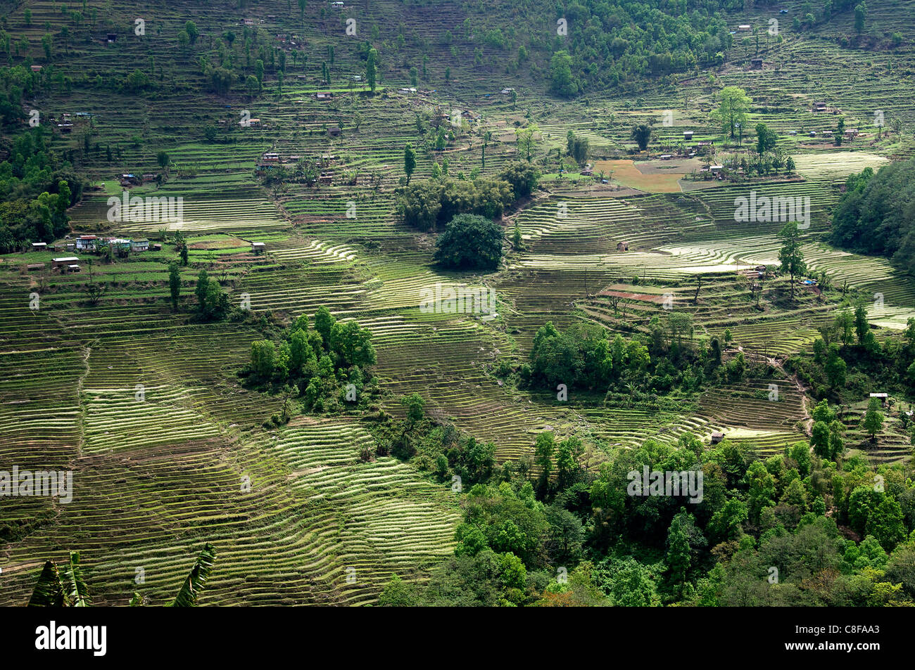 I terrazzamenti su pendio sud-est il Sikkim India Foto Stock
