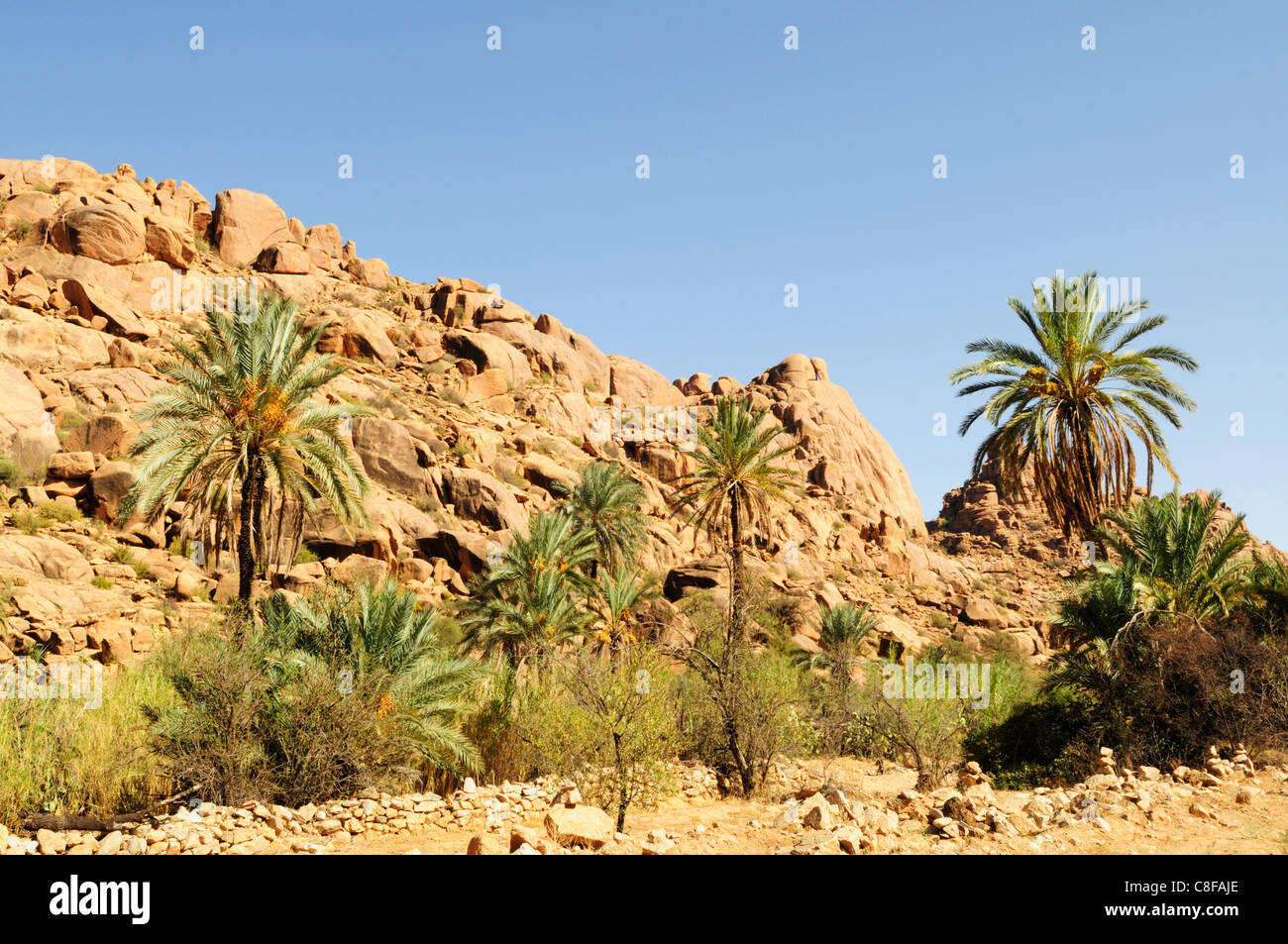 Affioramenti rocciosi e palme a Aguerd-Oudad vicino a Tafraoute, Souss-Massa-Draa Regione, Marocco Foto Stock