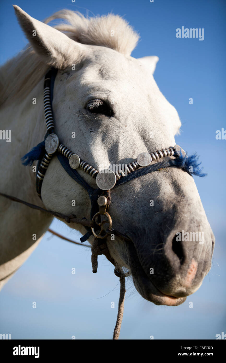 Il cavallo bianco in attesa di racing in Naadam festival, Tsagaan Nuur, Khovsgol, Mongolia Foto Stock