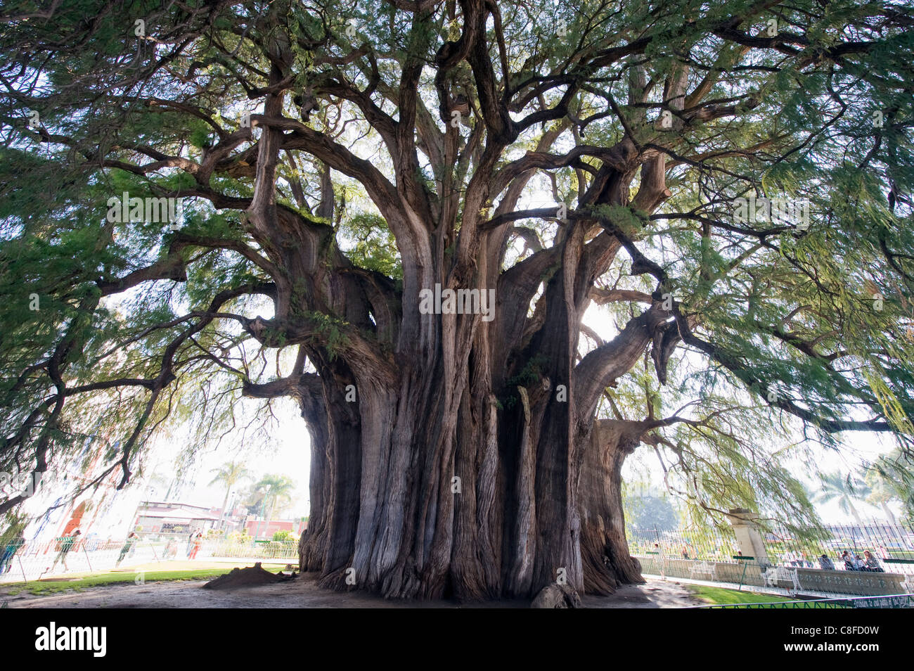 El Tule tree, i mondi più grande albero dalla circonferenza, stato di Oaxaca, Messico Foto Stock