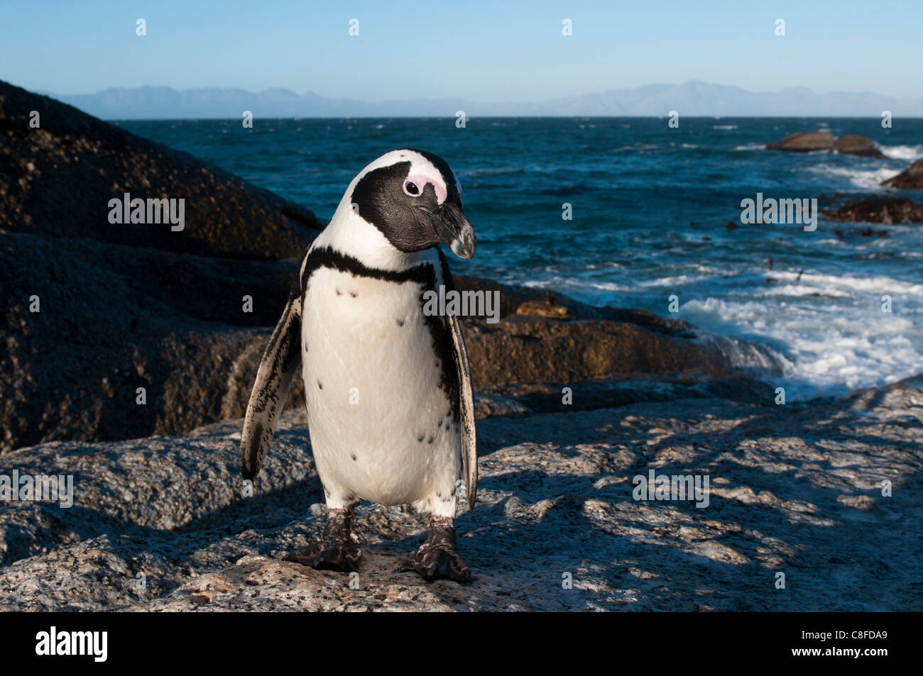 Jackass penguin (Speniscus demersus) (African penguin, Boulders Beach, Città del Capo, Sud Africa Foto Stock